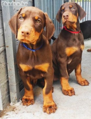 Doberman Pincher kölykök eladók