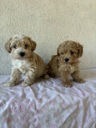 Maltipoo