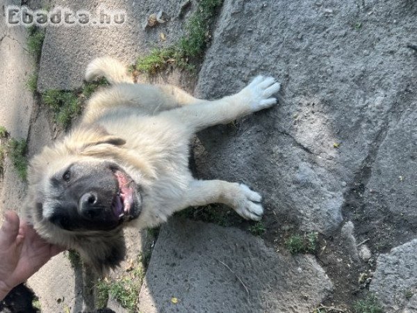 kaukázusi juhászkutya