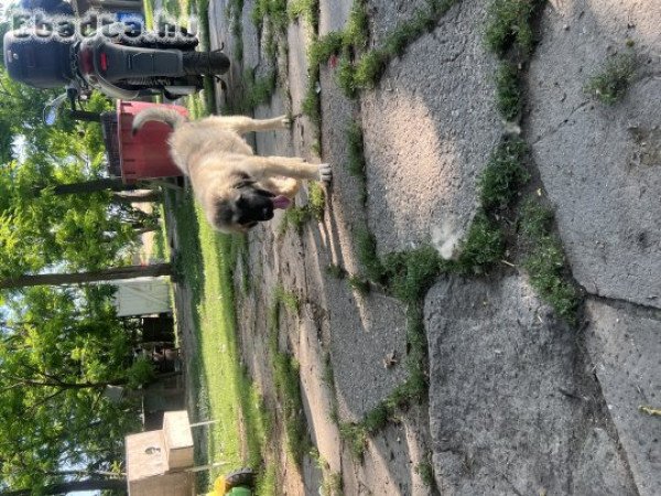 kaukázusi juhászkutya
