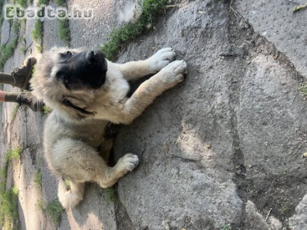 kaukázusi juhászkutya