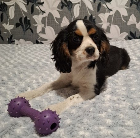 Cavalier King Charles spániel