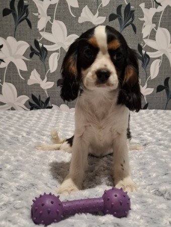 Cavalier King Charles spániel