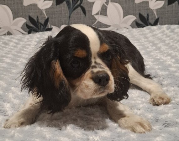 Cavalier King Charles spániel