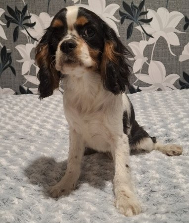 Cavalier King Charles spániel