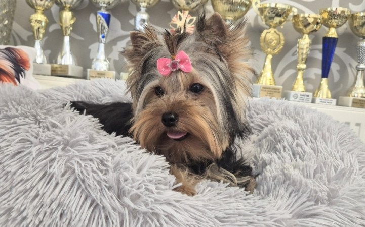 Yorkshire terrier
