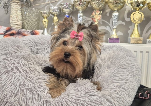 Yorkshire terrier