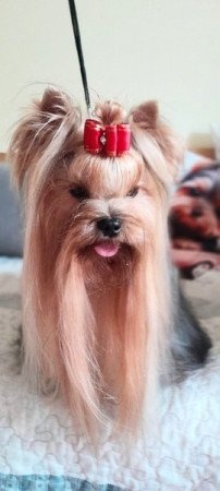 Yorkshire terrier