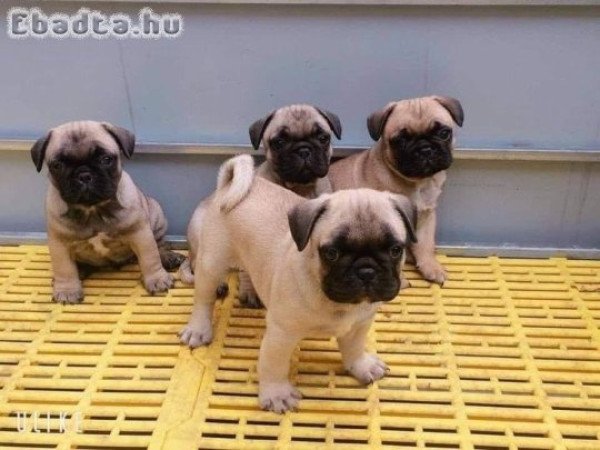 Mopsz kölykök