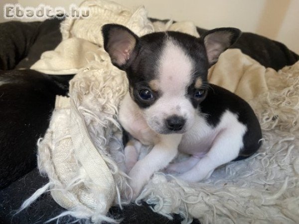 Eladó fajtiszta csivavs