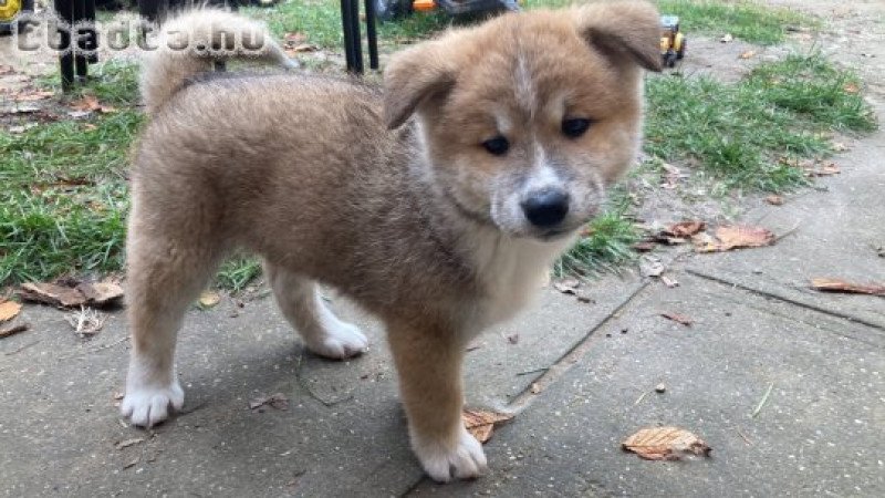 Japán akita inu