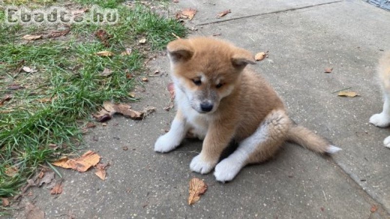 Japán akita inu