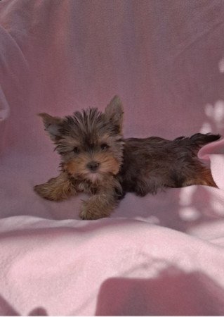 Yorkshire terrier