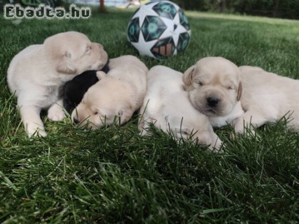 Labrador kiskutyák gazdisodnának