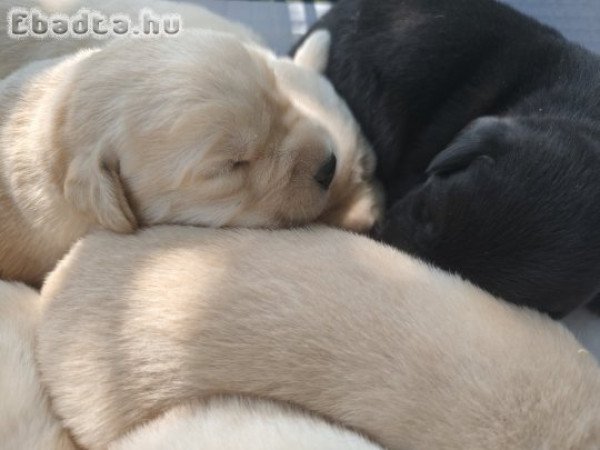 Labrador kiskutyák gazdisodnának