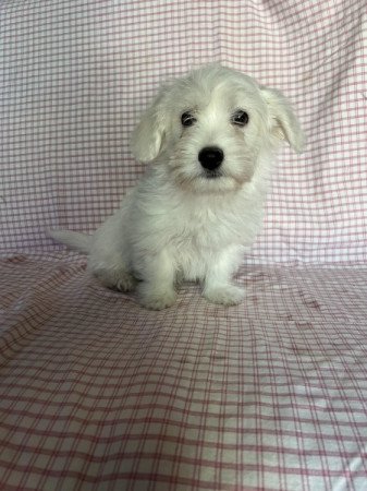 Bichon havanese
