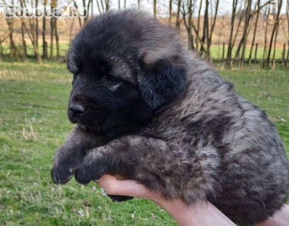 Sarplaninac kölykök