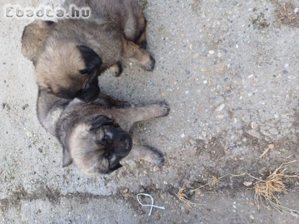 Sarplaninac kölykök