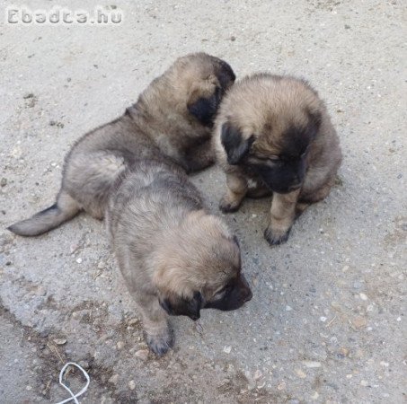 Sarplaninac kölykök