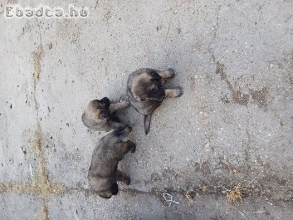 Sarplaninac kölykök