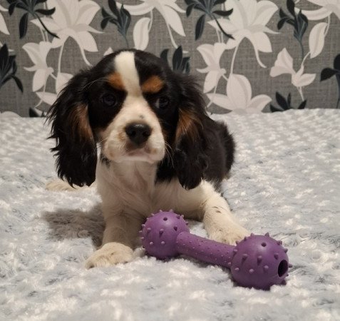 Cavalier King Charles spániel