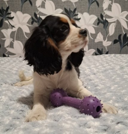 Cavalier King Charles spániel