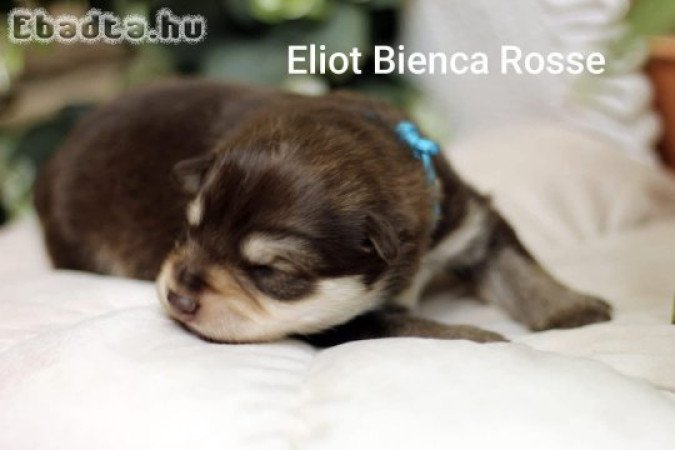 Eladó fajtatiszta lapp juhász kiskutya