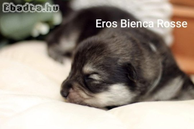 Eladó fajtatiszta lapp juhász kiskutya