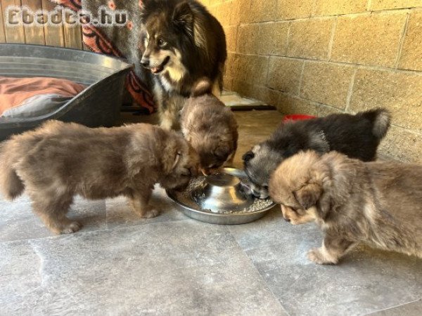 Eladó fajtatiszta lapp juhász kiskutya