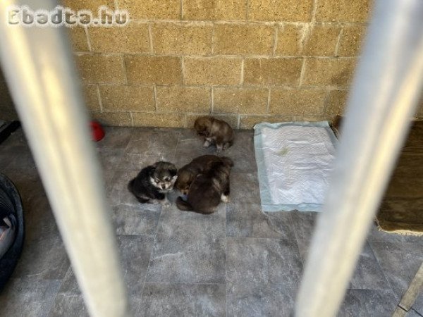 Eladó fajtatiszta lapp juhász kiskutya