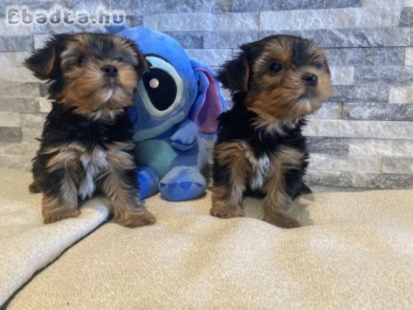 Yorki kutyusok gazdira várnak