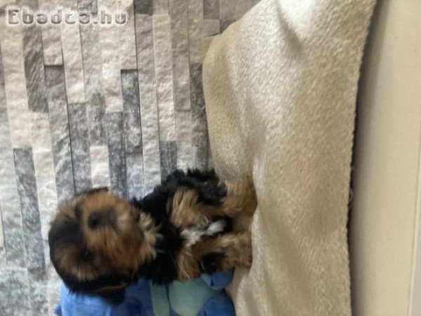 Yorki kutyusok gazdira várnak