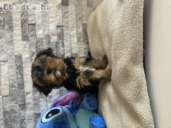 Yorki kutyusok gazdira várnak