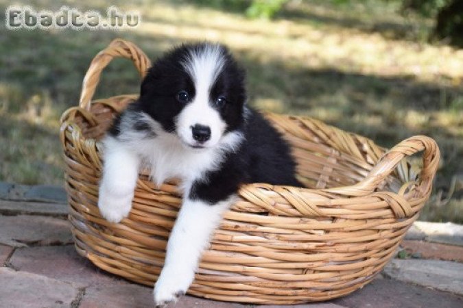 Törzskönyves Border Collie Kiskutyák