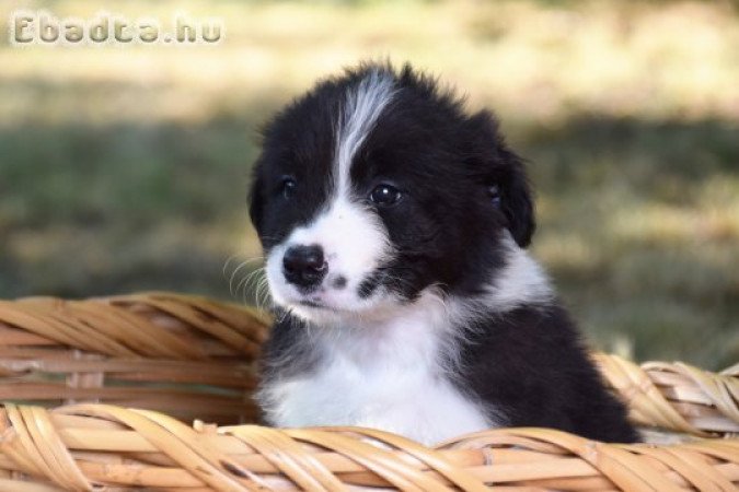 Törzskönyves Border Collie Kiskutyák