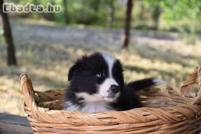 Törzskönyves Border Collie Kiskutyák