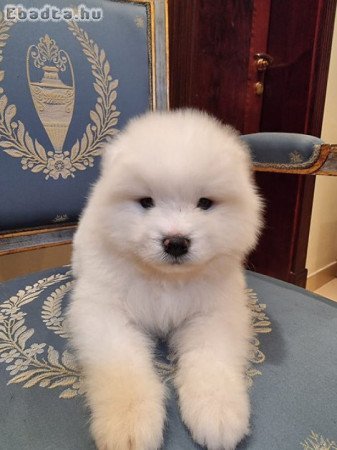 Samoyed