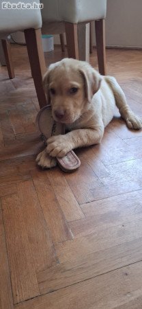 Fajtatiszta labrador kölykök