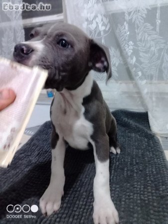 Staffordshire terrier kölykök