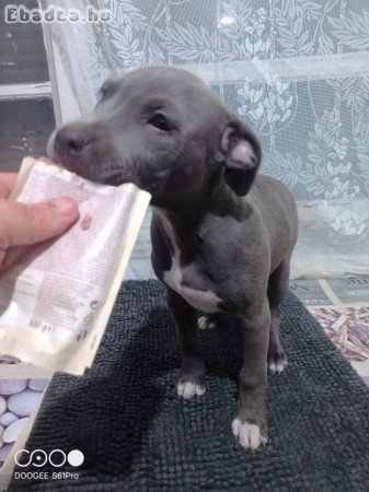 Staffordshire terrier kölykök