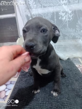 Staffordshire terrier kölykök