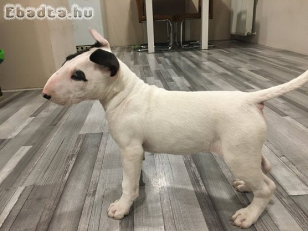 Eladó bullterrier kis kutyus”