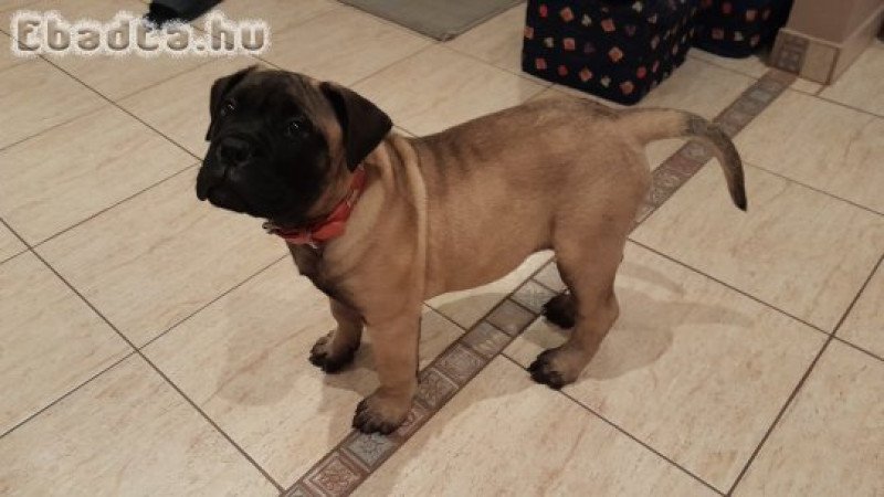 Eladó törzskönyvezett bullmastiff kiskutyák