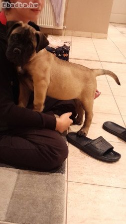 Eladó törzskönyvezett bullmastiff kiskutyák