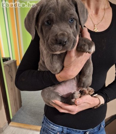 Cane corso kiskutyák