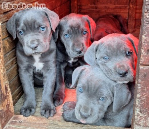 Cane corso kiskutyák