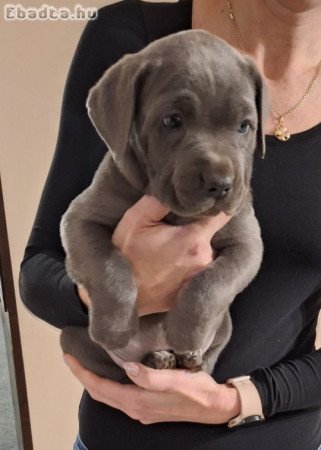 Cane corso kiskutyák