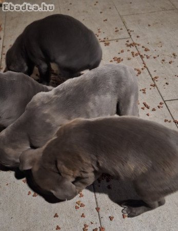 Cane corso kiskutyák