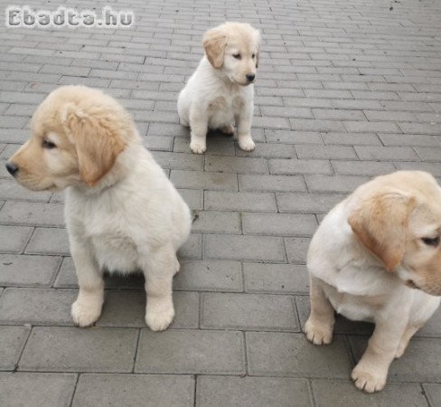 Labrador kiskutyák eladók!