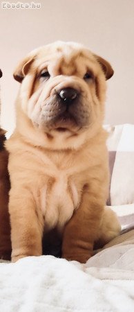 Shar pei kölyök